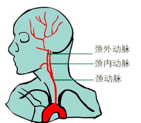 颈动脉位置图