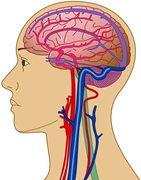 头部血管图
