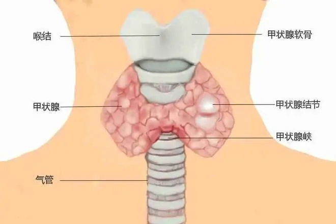 ذġСùۡʧߺ